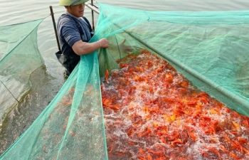 Làng cá chép đỏ xứ Thanh rộn ràng ngày Táo Quân về chầu Trời