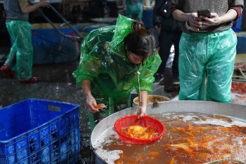 Chợ cá Yên Sở thức trắng trước ngày ông Công ông Táo