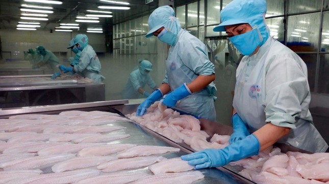 Chế biến cá tra xuất khẩu. Ảnh: Cảnh Kỳ Chế biến cá tra xuất khẩu. Ảnh: Cảnh Kỳ