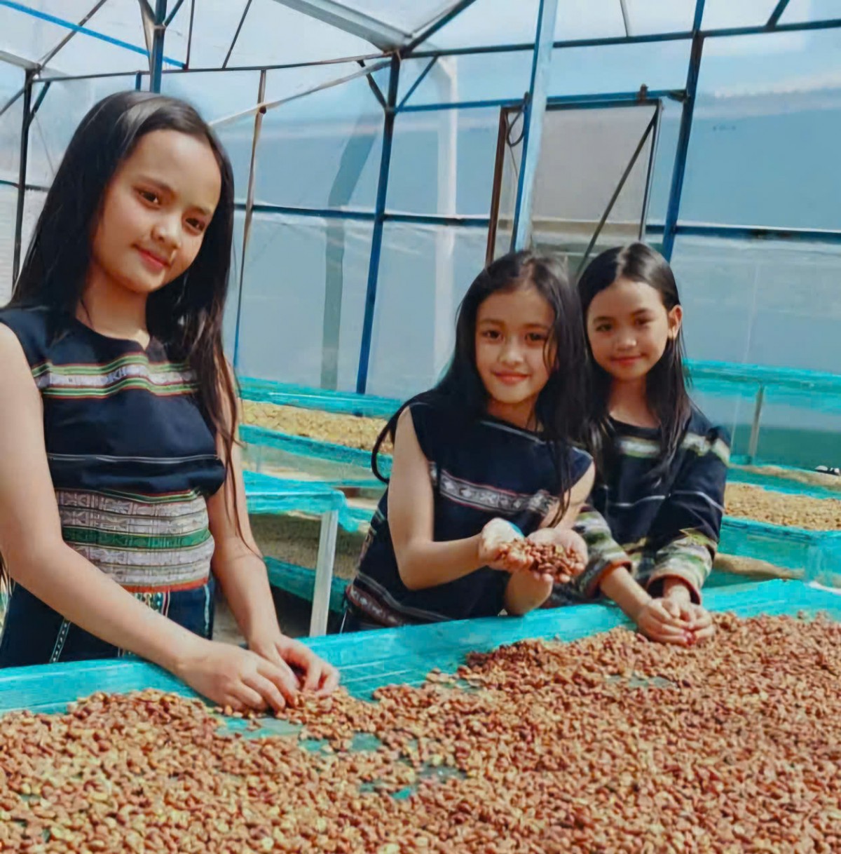 Dự báo giá cà phê ngày mai 22/1/2025: Giá cà phê