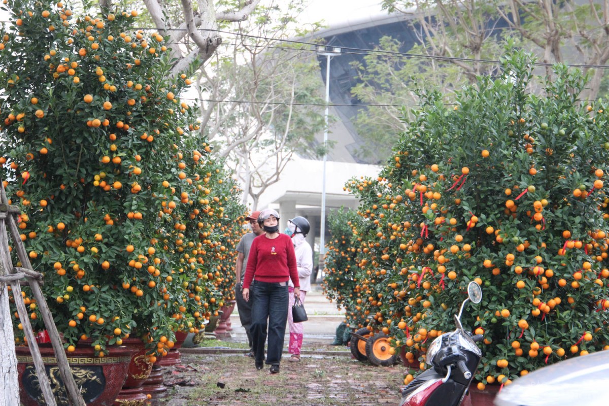 Người dân chọn mua quất cảnh 