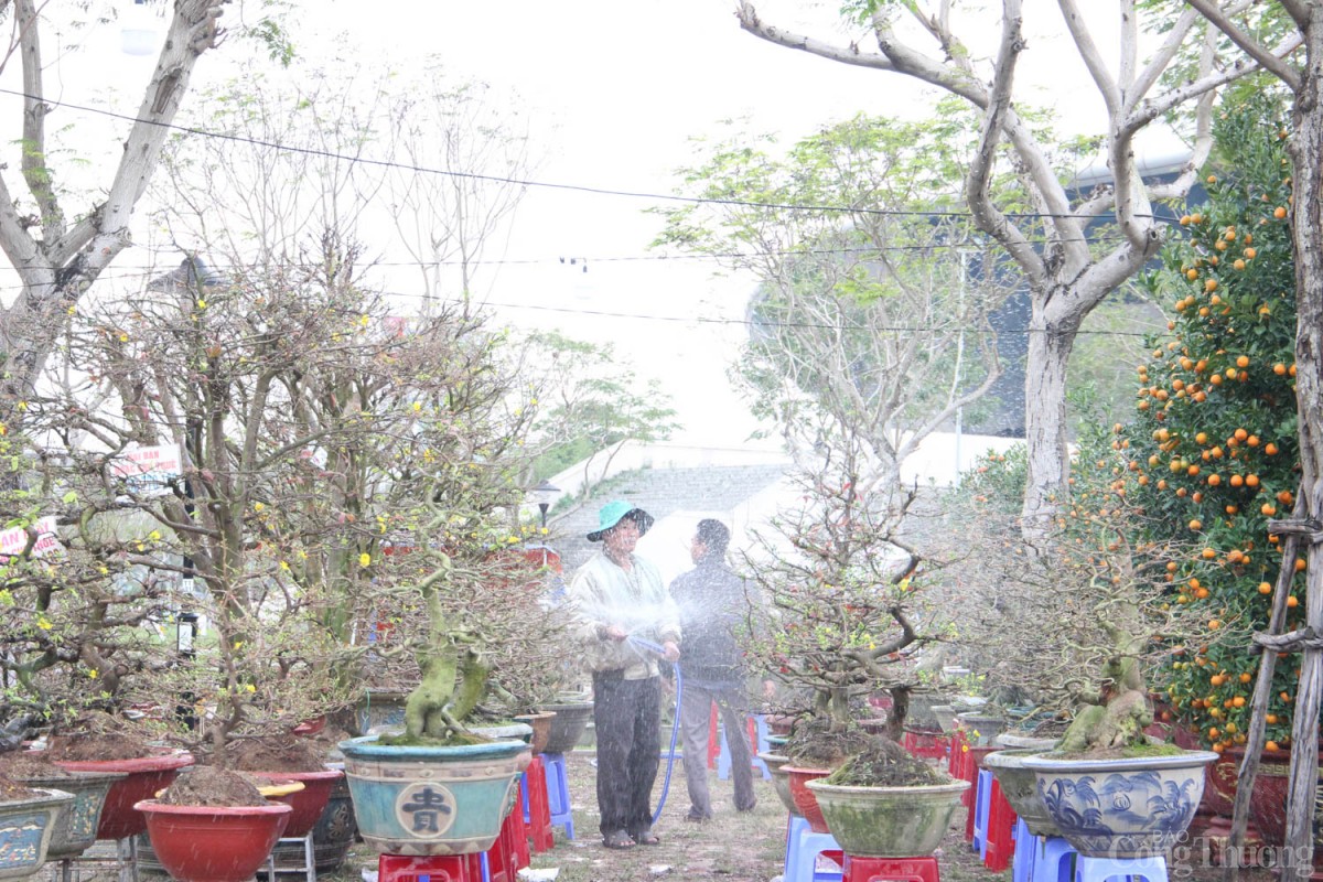 Phần nhiều mai cảnh là mai Bình Định