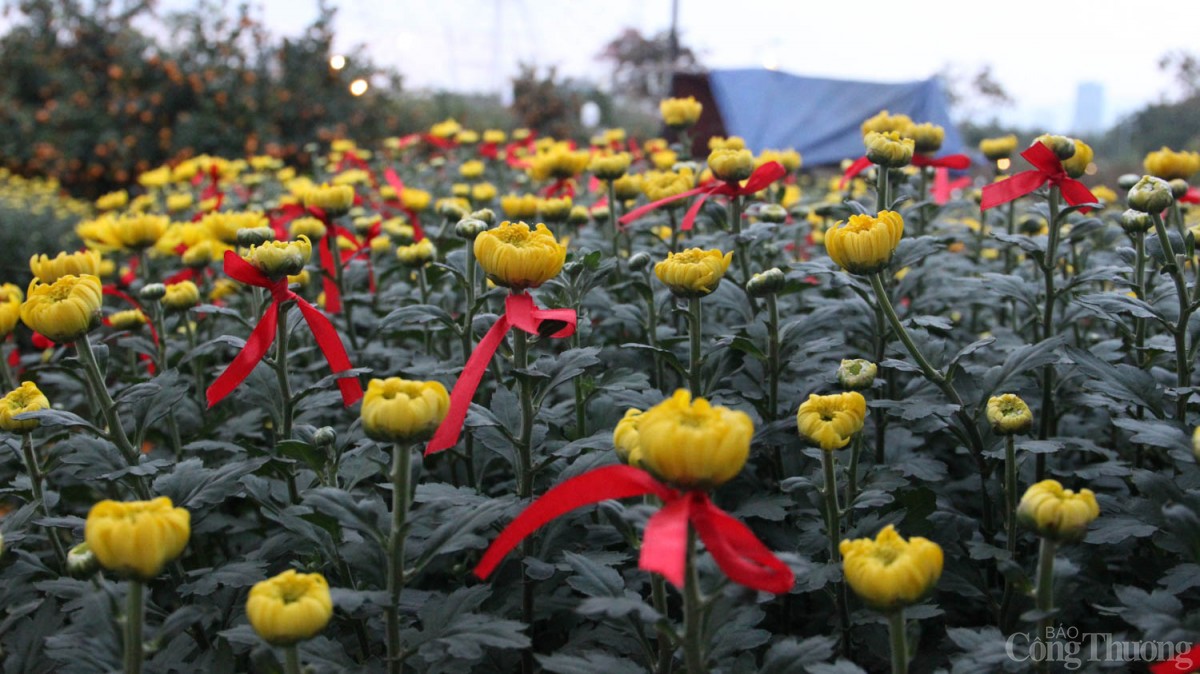 Hoa cúc chậu có giá phổ biến từ 1,2 - 4,7 triệu đồng/cặp
