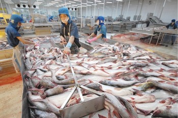 Xuất khẩu cá tra sang EU kỳ vọng tăng trưởng trở lại