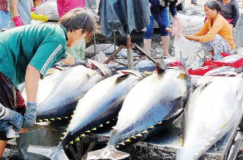 Xuất khẩu cá ngừ cần động lực thúc đẩy trong năm 2025
