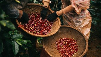 Giá cà phê Robusta tăng gần 4% lên mức 5.452 USD/tấn