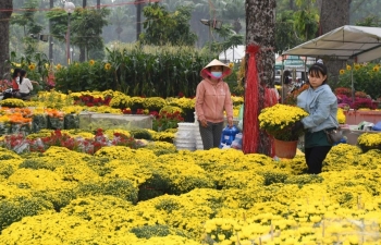 TP. Hồ Chí Minh: Nhiều loại hoa khoe sắc tại chợ hoa Xuân