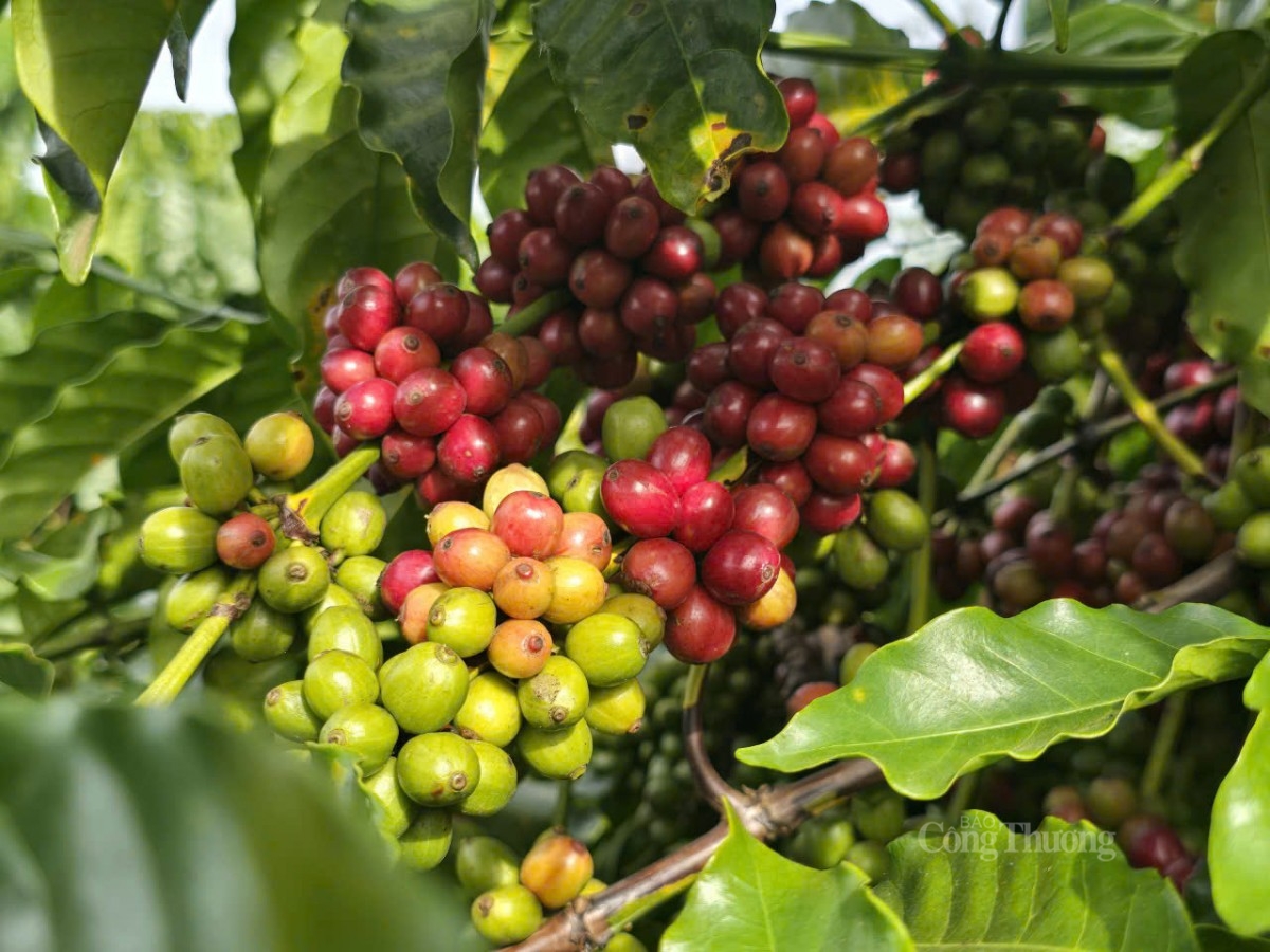 Thị phần cà phê Việt tại thị trường Hoa Kỳ giảm