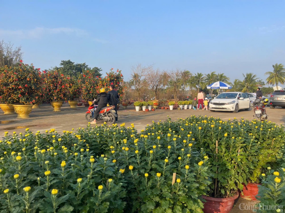 Ảm đạm thị trường hoa Tết tại Quảng Bình