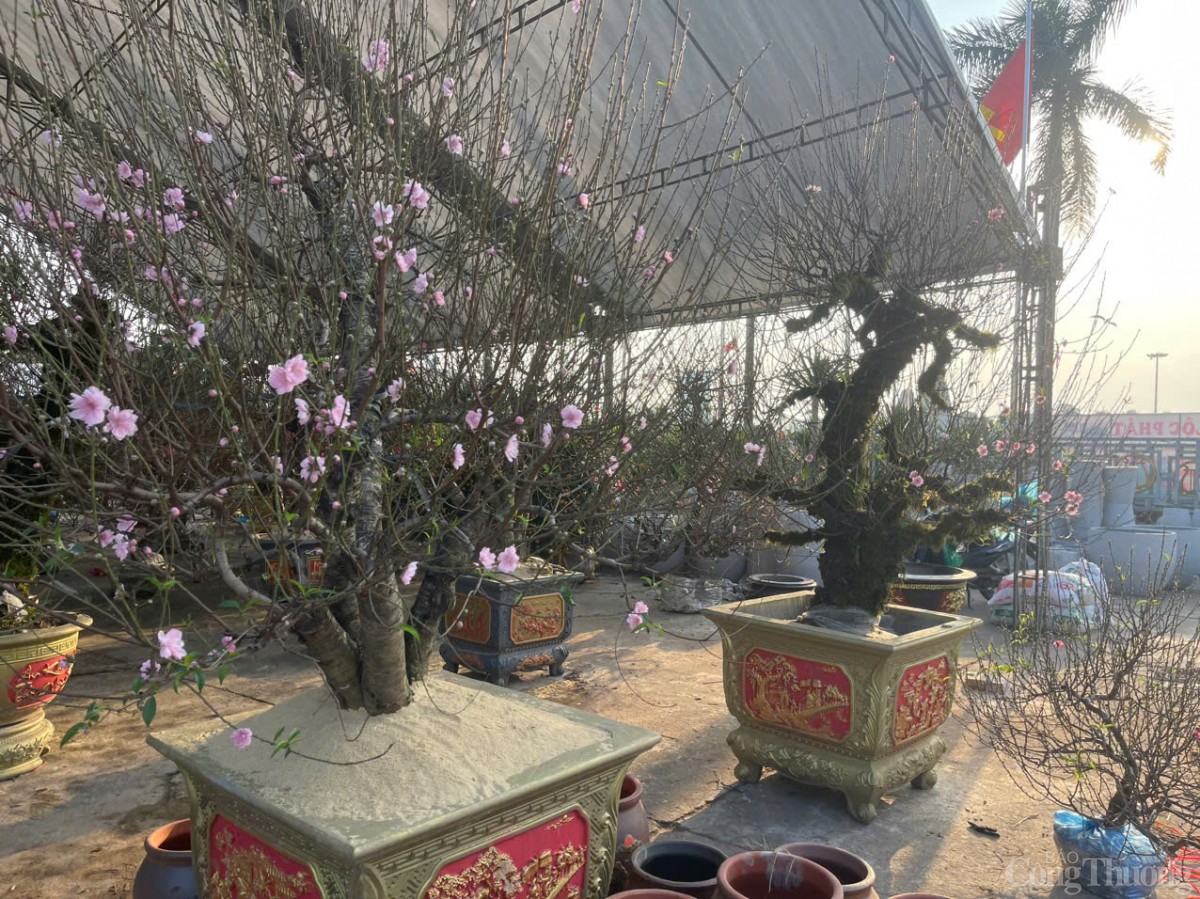 Ảm đạm thị trường hoa Tết tại Quảng Bình