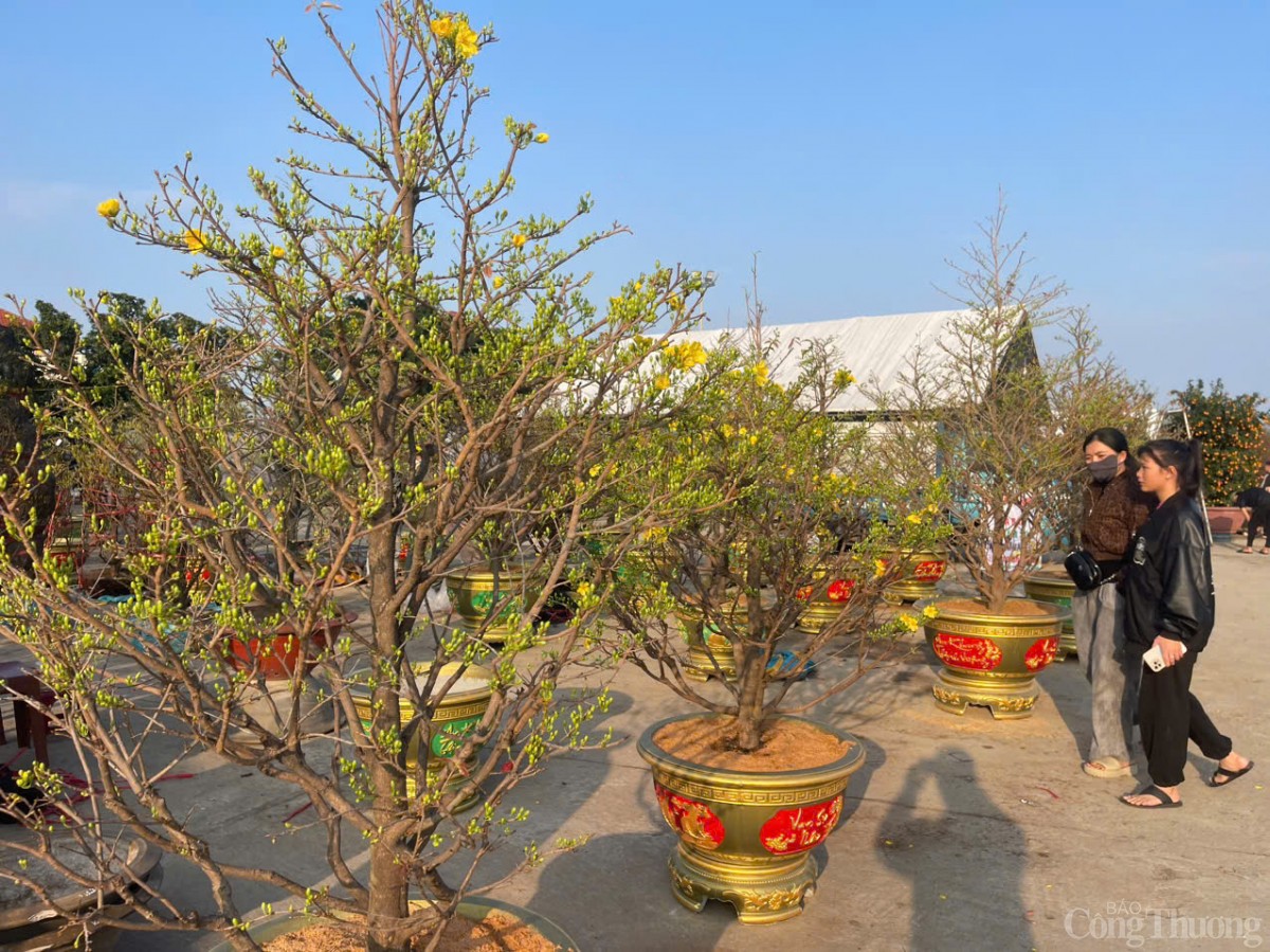 Ảm đạm thị trường hoa Tết tại Quảng Bình