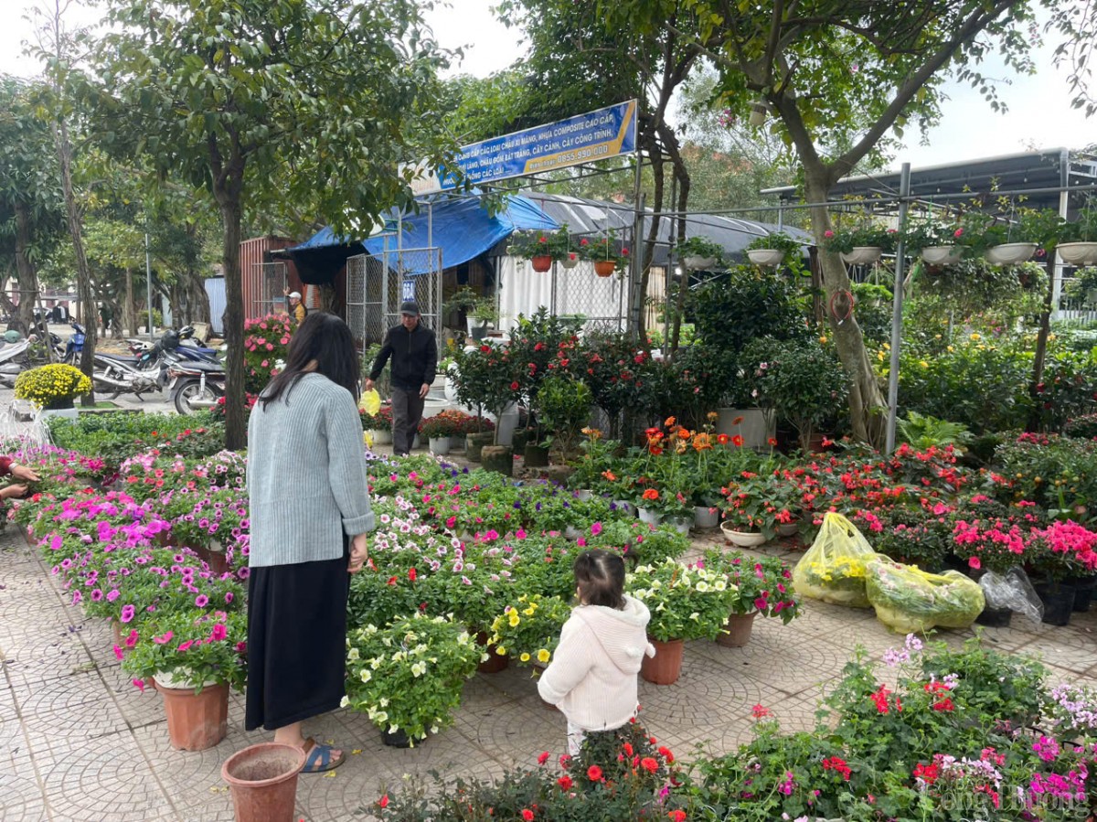 Ảm đạm thị trường hoa Tết tại Quảng Bình