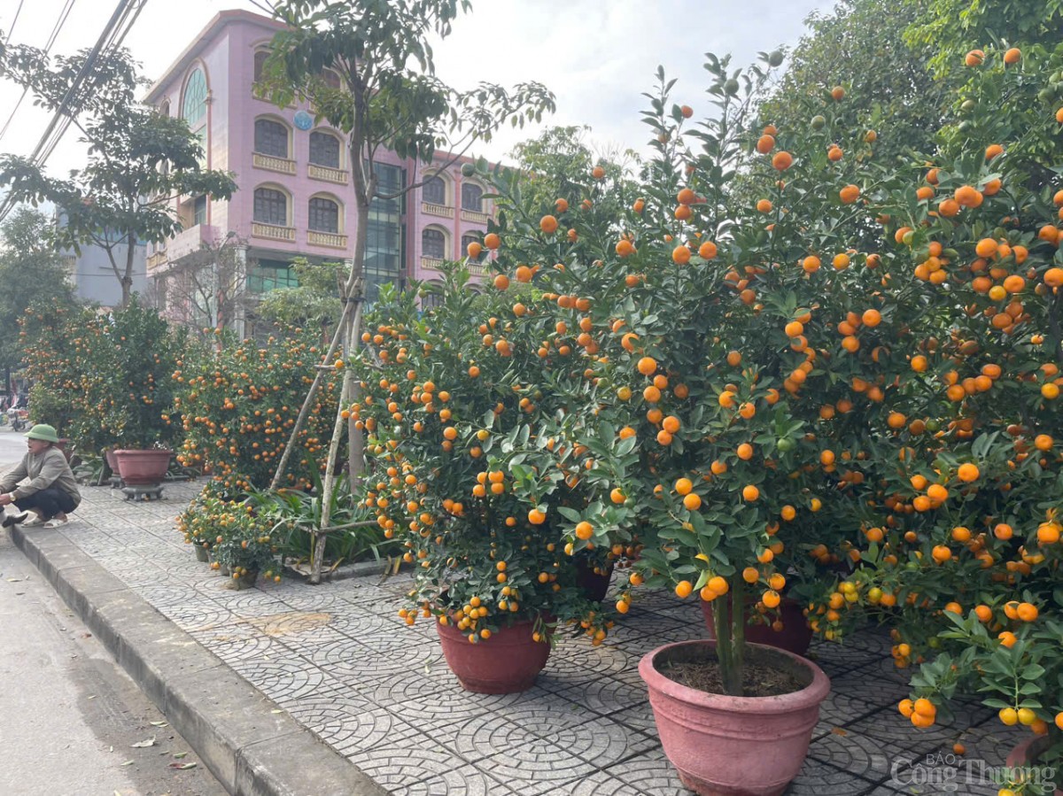 Ảm đạm thị trường hoa Tết tại Quảng Bình