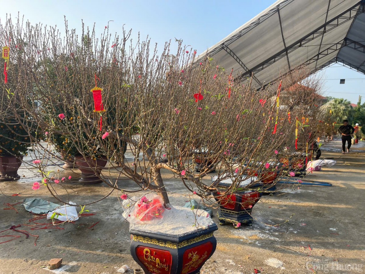 Ảm đạm thị trường hoa Tết tại Quảng Bình