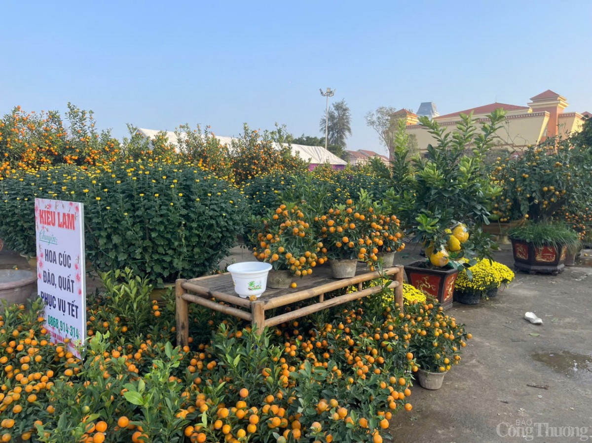 Ảm đạm thị trường hoa Tết tại Quảng Bình