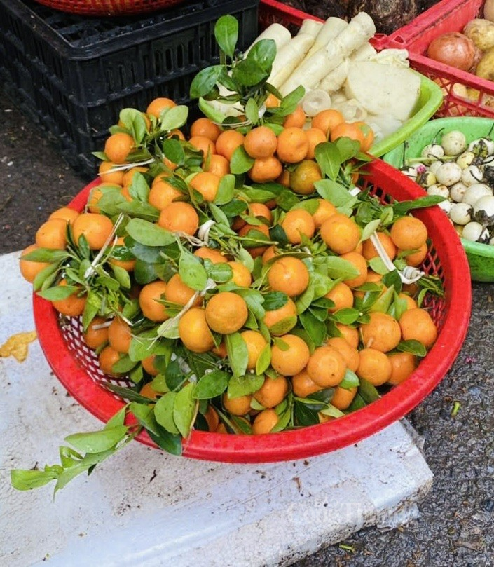 Trái quất không thể thiếu trong mâm ngủ truyền thống Trái quất không thể thiếu trong mâm ngủ truyền thống