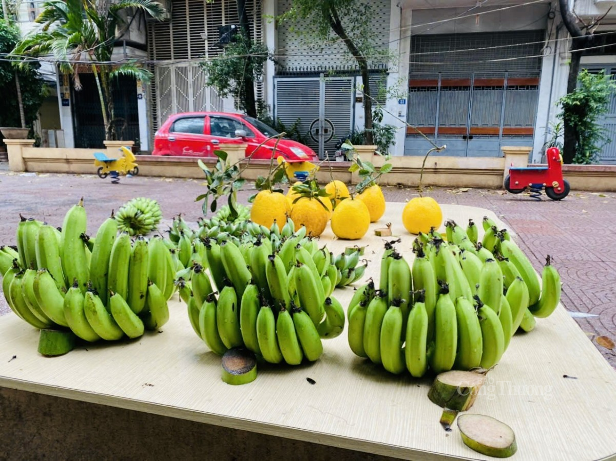 Chuối xanh bày ngũ quả tăng giá 'vùn vụt' trong dịp Tết Chuối xanh bày ngũ quả tăng giá 'vùn vụt' trong dịp Tết