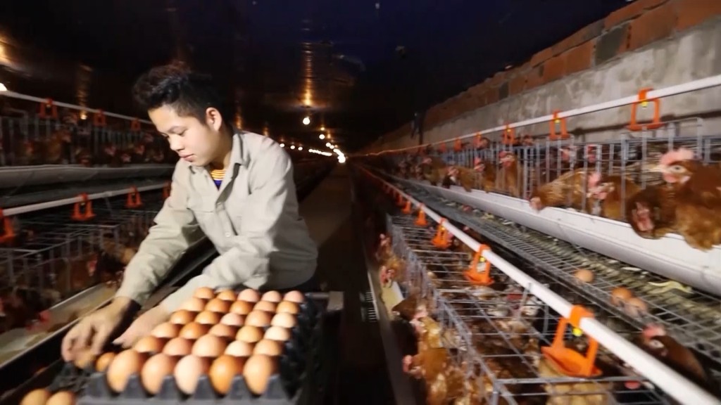HTX sản xuất, kinh doanh nông nghiệp Tuyền Hiền (huyện Đầm Hà) ứng dụng công nghệ hiện đại trong kiểm soát môi trường nuôi giống gà bản địa cho hiệu quả kinh tế cao.