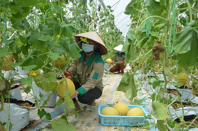 Sản phẩm dưa lưới được trồng theo quy trình công nghệ cao tại huyện Đầm Hà (Ảnh: Báo Quảng Ninh)