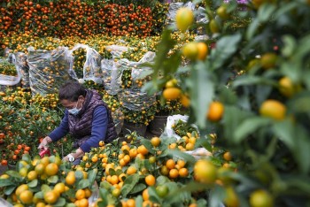 Trung Quốc: Hàng loạt chợ hoa ảm đạm dịp Tết Nguyên đán