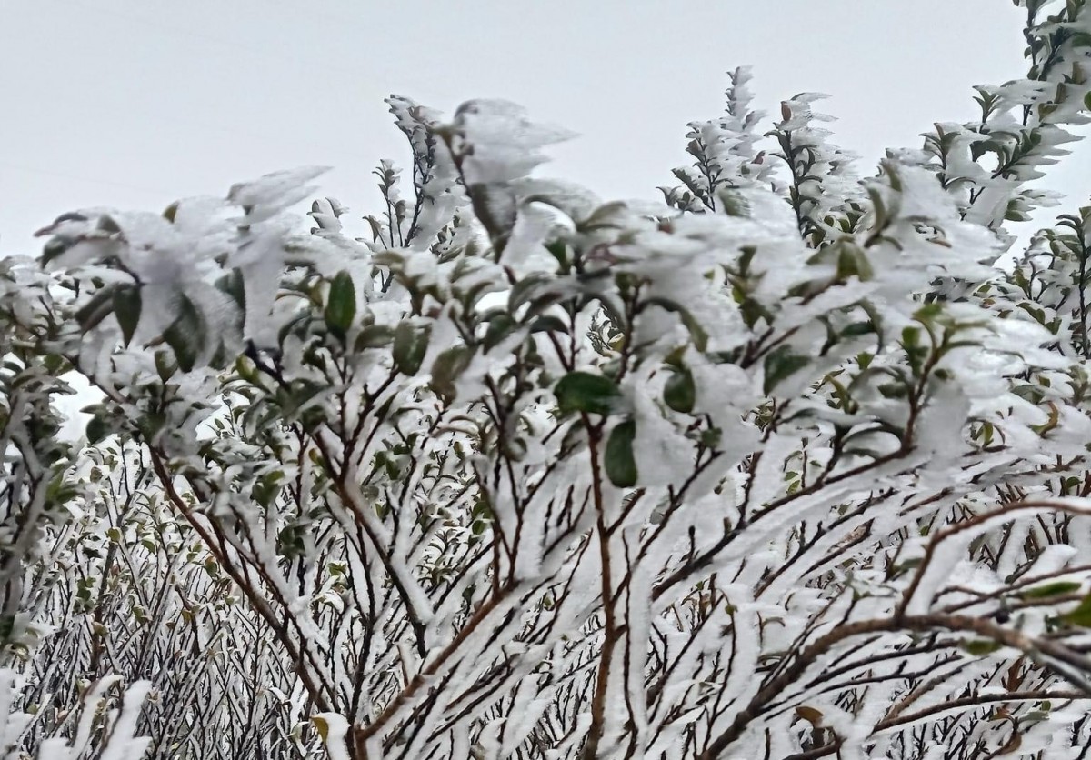 tỉnh miền núi phía Bắc đã xảy ra rét hại, vùng núi cao đã xuất hiện mưa tuyết, băng giá tỉnh miền núi phía Bắc đã xảy ra rét hại, vùng núi cao đã xuất hiện mưa tuyết, băng giá