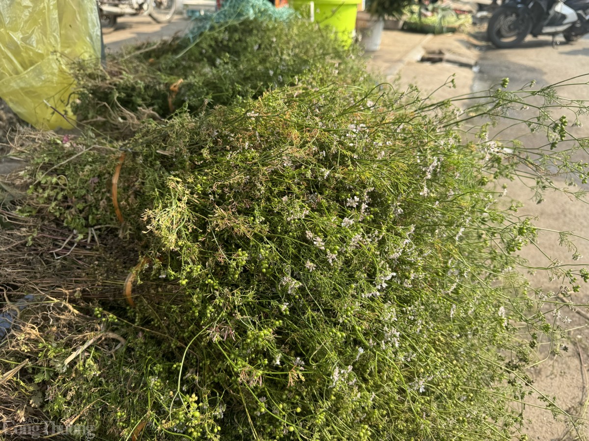 Được biết, làng Hoạch An, xã Kim An, huyện Thanh Oai, Hà Nội là “thủ phủ” trồng loại cây này.