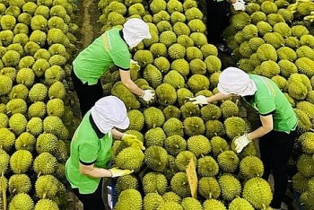 Sầu riêng chiếm 44,5% tổng kim ngạch xuất khẩu rau quả