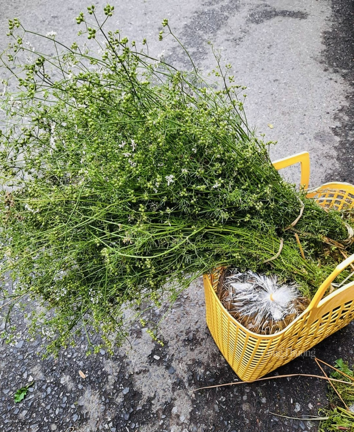 việc tắm lá mùi già vào ngày cuối năm cũng là một nét đẹp văn hóa không thể thiếu trong mỗi gia đình Việt. Ảnh: Nguyễn Vy