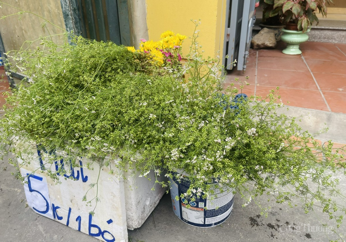 Lá mùi già có giá từ 5000 - 10.000 đồng/bó được bán khắp các chợ dân sinh. Ảnh: Nguyễn Vy