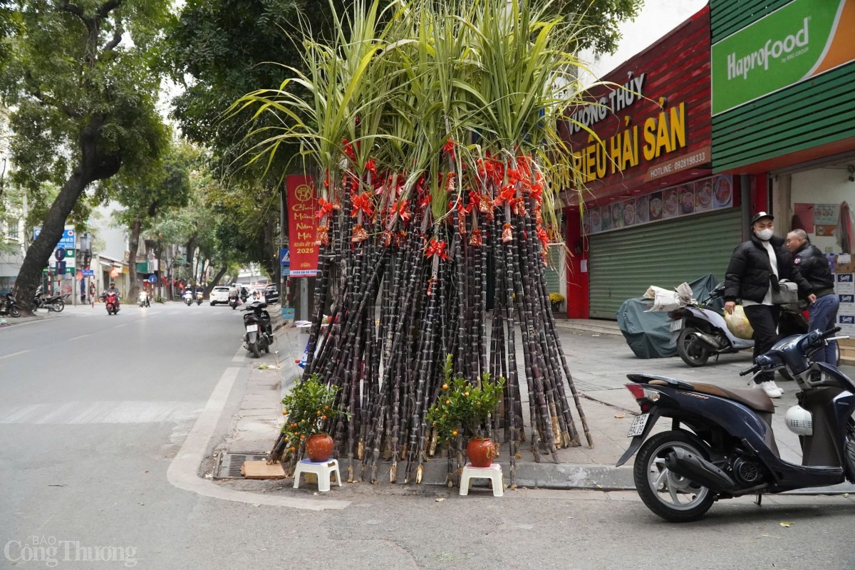 Chiều 28/1/2025 (tức 29 Tết Âm lịch), theo ghi nhận của phóng viên Báo Công Thương, mía lộc được các tiểu thương vận chuyển về khắp các vỉa hè, chợ hoa, chợ dân sinh ở Hà Nội như chợ Đền Lừ, chợ Long Biên, đường Yên Phụ, phố Lò Đúc,... Chiều 28/1/2025 (tức 29 Tết Âm lịch), theo ghi nhận của phóng viên Báo Công Thương, mía lộc được các tiểu thương vận chuyển về khắp các vỉa hè, chợ hoa, chợ dân sinh ở Hà Nội như chợ Đền Lừ, chợ Long Biên, đường Yên Phụ, phố Lò Đúc,...