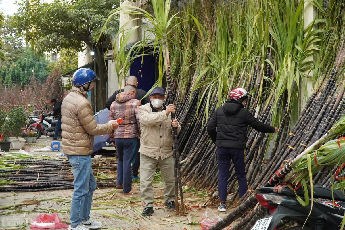 Vì lẽ này mà sau giao thừa, mía lộc đặc biệt là các cây mía đẹp còn nguyên ngọn lá gốc rễ được nhiều người dân săn đón. Vì lẽ này mà sau giao thừa, mía lộc đặc biệt là các cây mía đẹp còn nguyên ngọn lá gốc rễ được nhiều người dân săn đón.