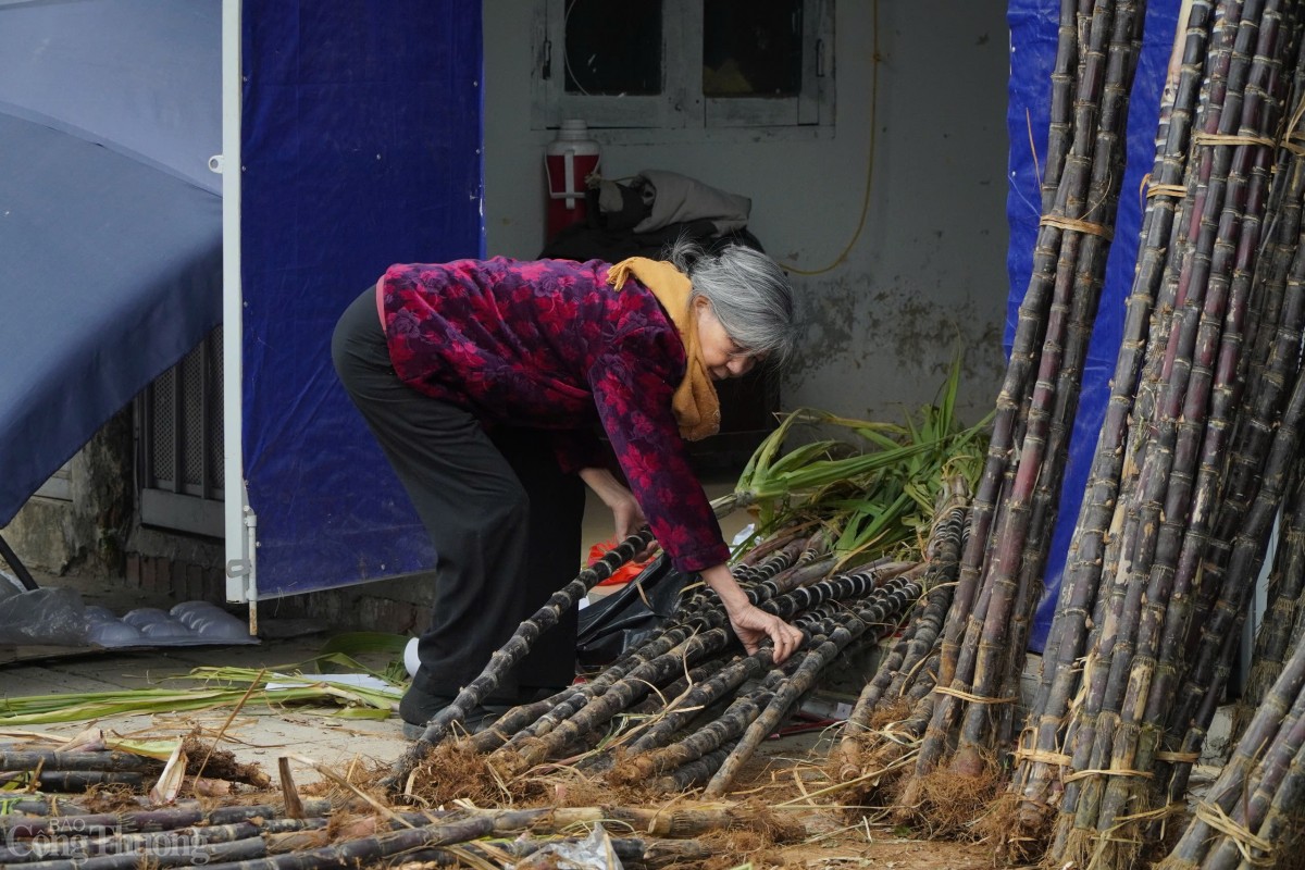 Tuy giá cao, nhưng nhiều người dân vẫn sẵn sàng bỏ tiền mua về đặt cạnh bàn thờ theo phong tục truyền thống và lấy may năm mới. Tuy giá cao, nhưng nhiều người dân vẫn sẵn sàng bỏ tiền mua về đặt cạnh bàn thờ theo phong tục truyền thống và lấy may năm mới.