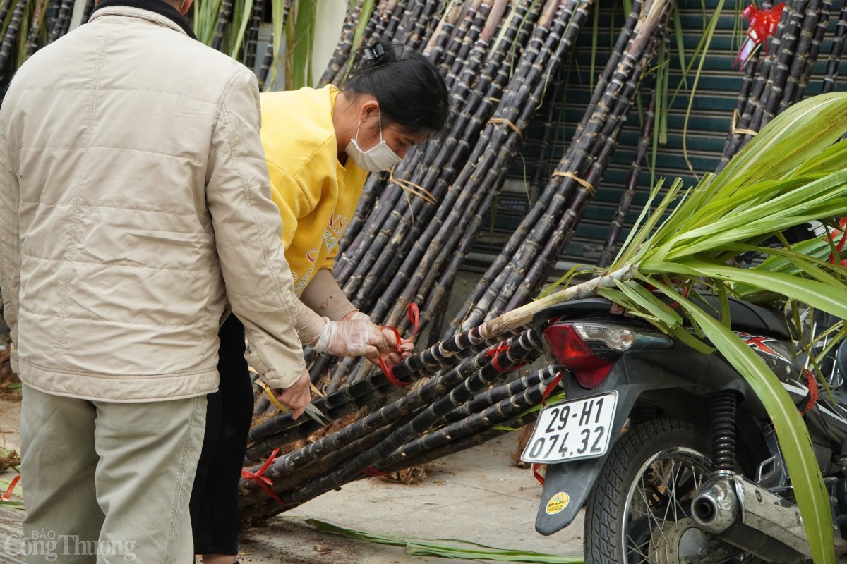 Mía lộc được bó theo từng đôi. Mía lộc được bó theo từng đôi.
