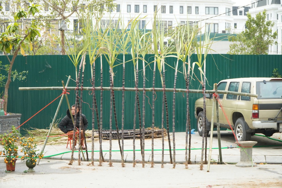 Bên cạnh đó, cây mía với dáng thẳng, chắc khỏe còn tượng trưng cho sự vững vàng, mạnh mẽ, gửi gắm hy vọng về một năm mới thành công và phát triển. Bên cạnh đó, cây mía với dáng thẳng, chắc khỏe còn tượng trưng cho sự vững vàng, mạnh mẽ, gửi gắm hy vọng về một năm mới thành công và phát triển.