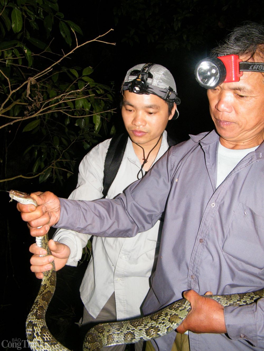 Năm Ất Tỵ nhà khoa học “giải mã” về loài rắn Năm Ất Tỵ nhà khoa học “giải mã” về loài rắn