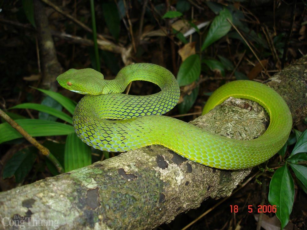 Năm Ất Tỵ nhà khoa học “giải mã” về loài rắn Năm Ất Tỵ nhà khoa học “giải mã” về loài rắn