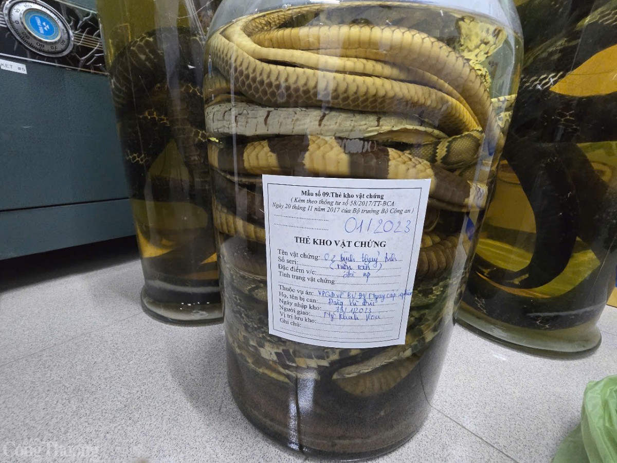 Năm Ất Tỵ nhà khoa học “giải mã” về loài rắn Năm Ất Tỵ nhà khoa học “giải mã” về loài rắn