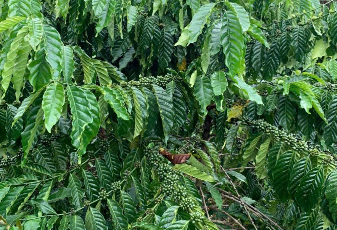 Giá cà phê hôm nay 29/1/2025: Giá cà phê hôm nay 29/1/2025: