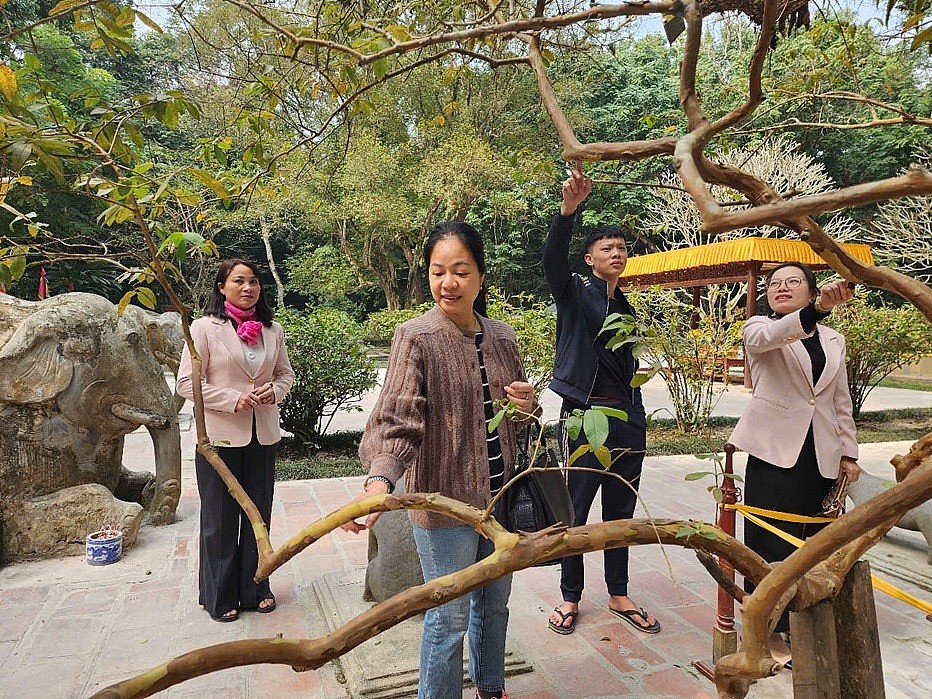 Huyền bí cây ổi gần 100 năm biết ‘cười’ ở Lam Kinh