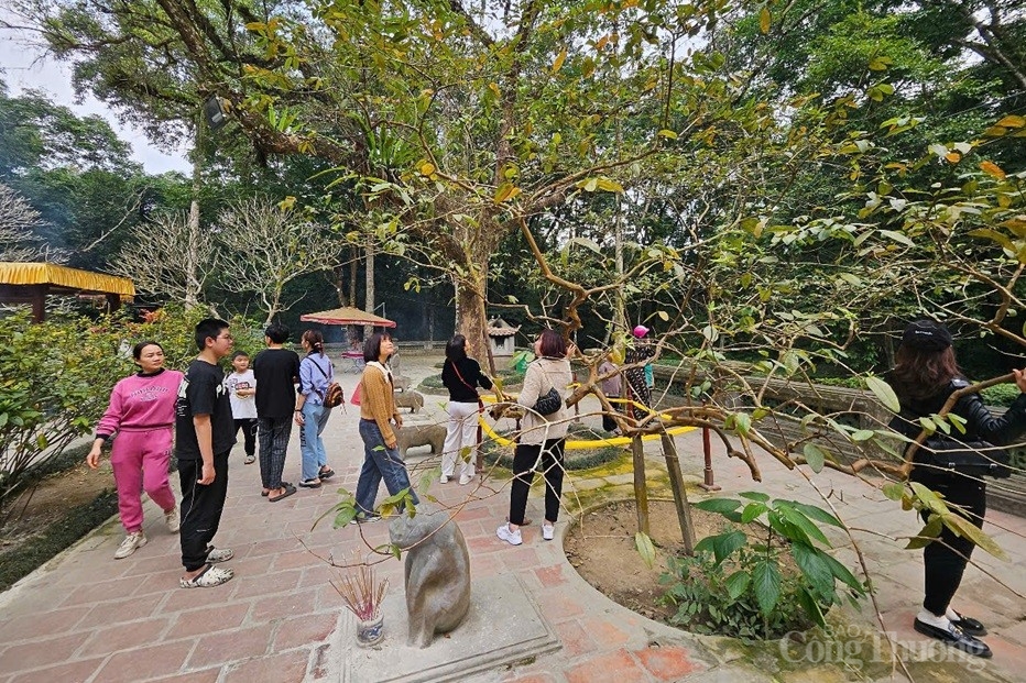 Huyền bí cây ổi gần 100 năm biết ‘cười’ ở Lam Kinh