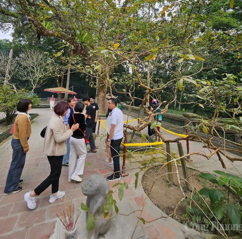 Huyền bí cây ổi gần 100 năm biết ‘cười’ ở Lam Kinh