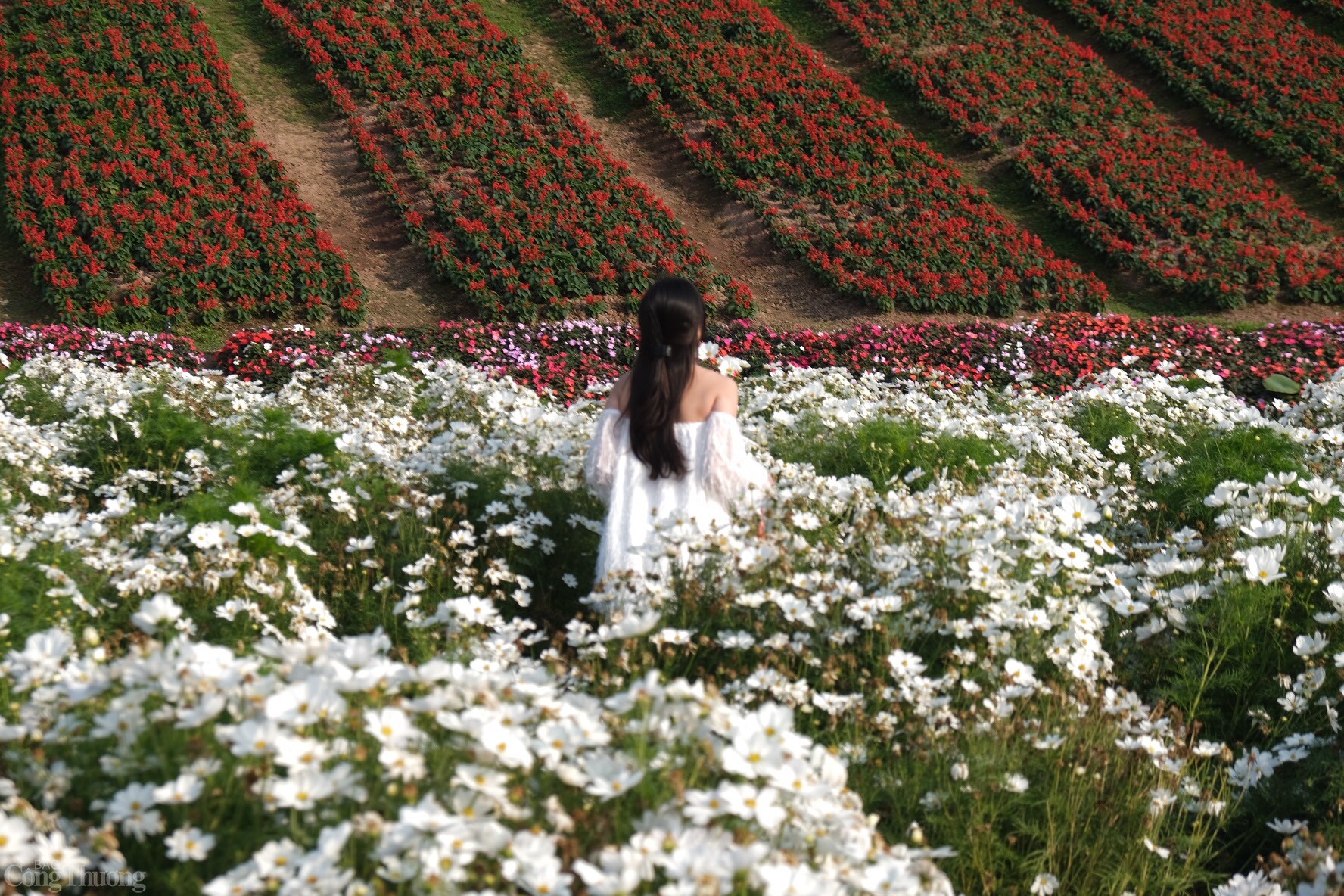 Những góc check-in tại Thung lũng hoa Hồ Tây tạo cảm giác hòa mình với thiên nhiên ngay giữa lòng thủ đô. Ảnh: Lê An 