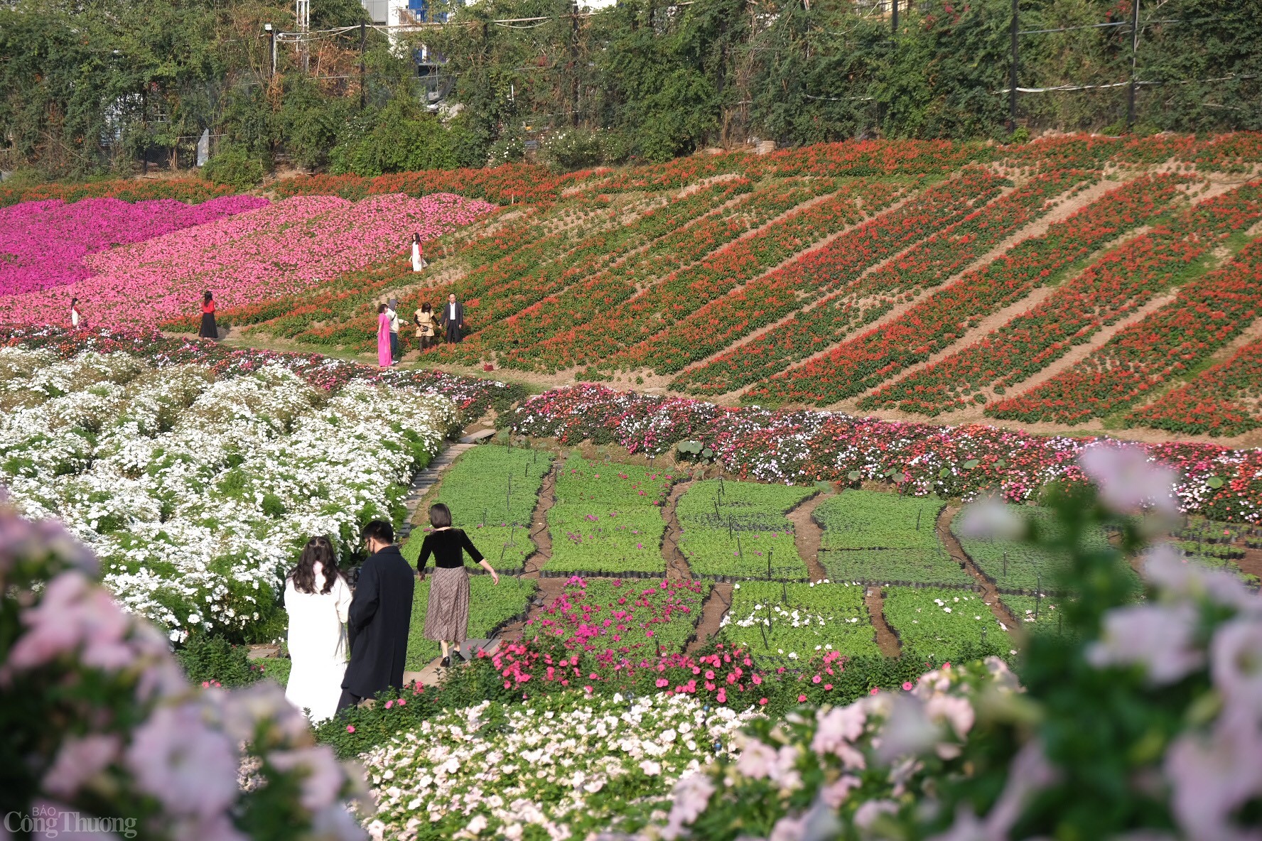 Thung lũng hoa Hồ Tây hứa hẹn là điểm đến tham qua cho nhiều gia đình trong dịp nghỉ lễ năm nay. Ảnh: Lê An