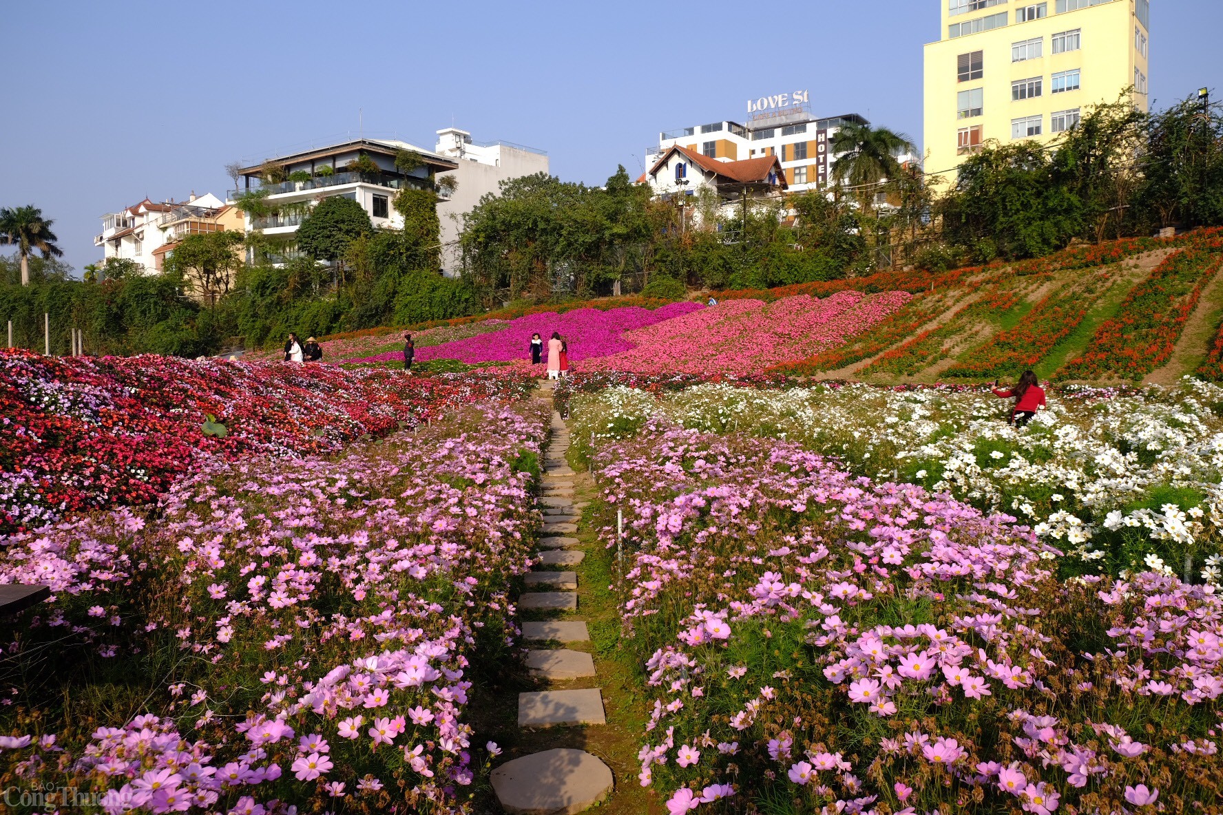 Hiện nay, Thung lũng hoa Hồ Tây (quận Tây Hồ, thành phố Hà Nội) là một trong những điểm chụp ảnh ‘hot’ nhất. Với diện tích hàng ngàn m2 và trồng hàng trăm loài hoa khác nhau, nơi đây đem đến cho du khách những bức hình đẹp lung linh với nền toàn hoa là hoa. Ảnh: Lê An