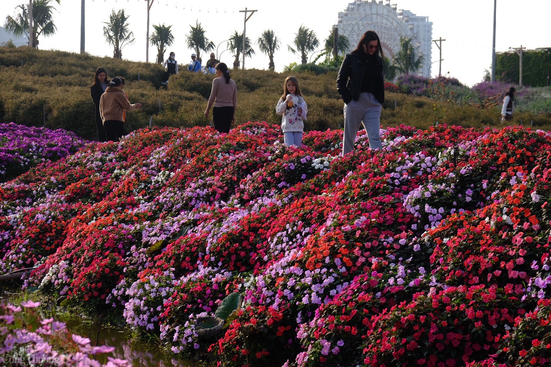 Thảm hoa trải dài khiến nhiều du khách choáng ngợp và thể hiện sự thích thú. Ảnh: Lê An