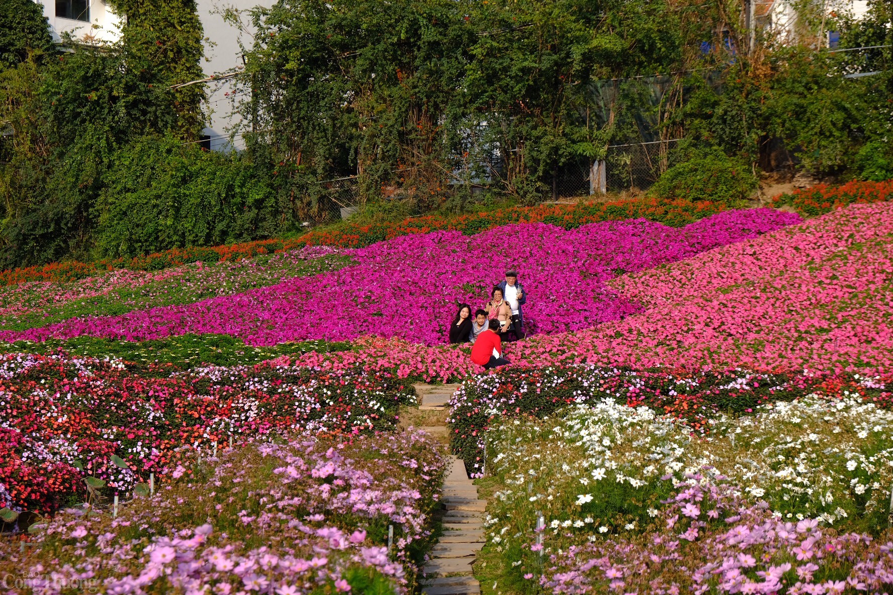Được biết, vé vào cửa thung lũng hoa năm nay có giá 100.000 đồng, bao gồm 1 đồ uống. Ảnh: Lê An