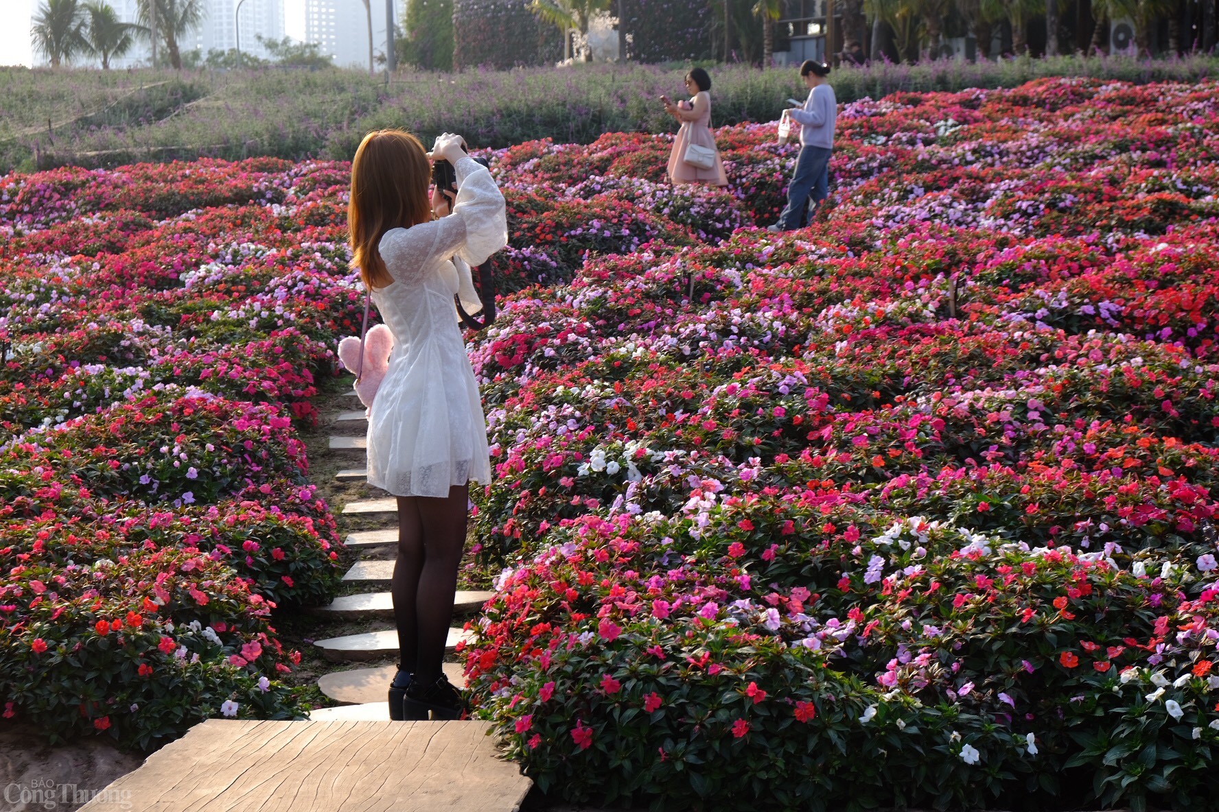 Bạn Minh Châu, 22 tuổi, trú tại quận Nam Từ Liêm, cho biết: “Là một người đam mê bộ môn nhiếp ảnh, mỗi lần đến thung lũng hoa Hồ Tây vào mùa xuân, em đều bội thu bởi có nhiều tấm ảnh đẹp với màu sắc rực rỡ, tươi mới”. Ảnh: Lê An