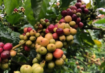 Giá cà phê Arabica liên tiếp lập kỷ lục mới