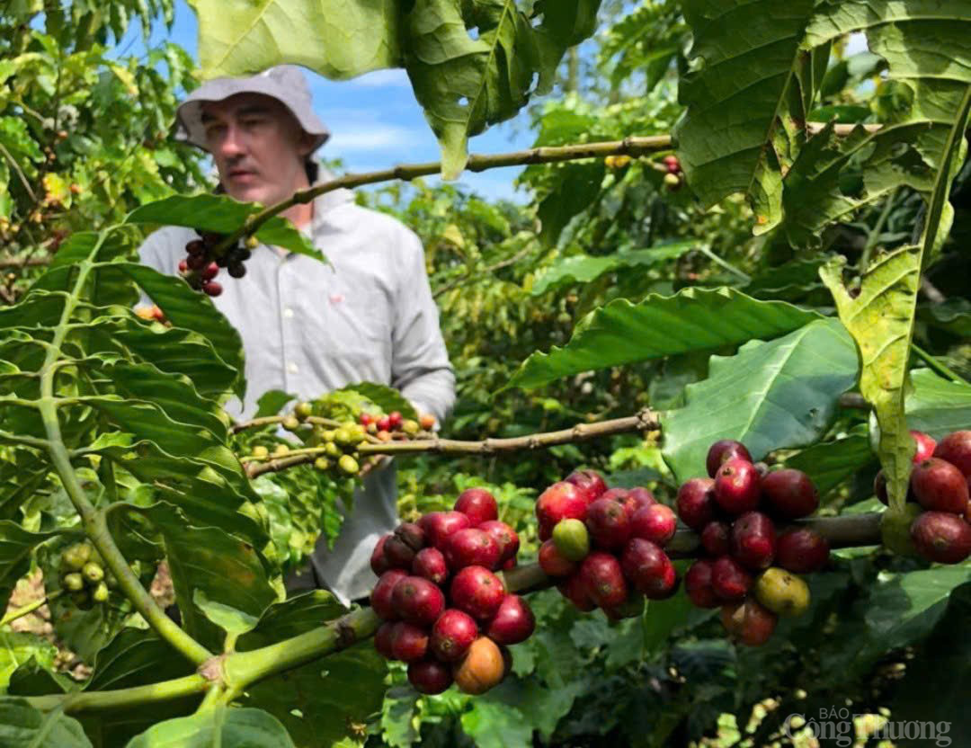 Giá cà phê hôm nay 2/2/2025: