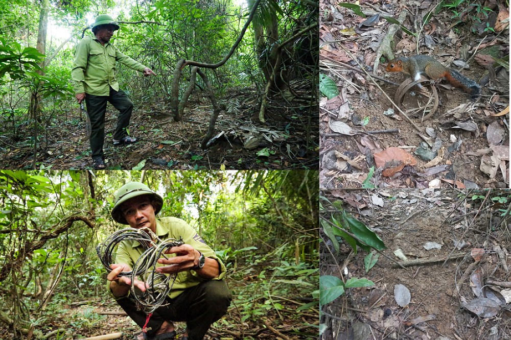 Bẫy được giăng như “ma trận”, thú rừng bị sát hại khi mùa mưa về. (Ảnh: Thành Đô) Bẫy được giăng như “ma trận”, thú rừng bị sát hại khi mùa mưa về. (Ảnh: Thành Đô)